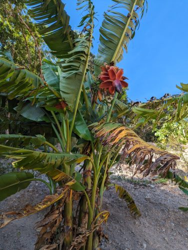 Flowering Musa textilis 'Borneo' plant in its natural habitat