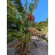 Flowering Musa textilis 'Borneo' plant in its natural habitat