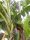 Musa thomsonii banana flowering in its natural environment