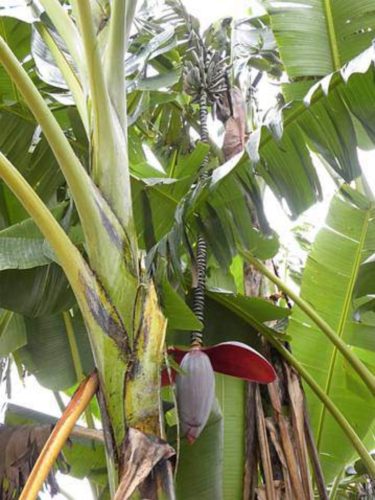 Musa thomsonii banana flowering in its natural environment