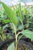 Musa thomsonii seedlings growing in nursery pots