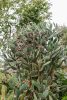 Opuntia ficus-indica – fügekaktusz kifejlett növény, bokros megjelenés