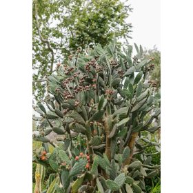 Opuntia ficus-indica – fügekaktusz kifejlett növény, bokros megjelenés