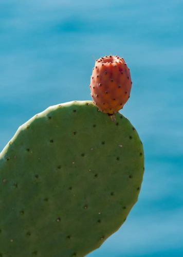 Opuntia ficus-indica – fügekaktusz termése a kaktuszpárnán