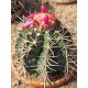 Melocactus curvispinus subsp. caesius