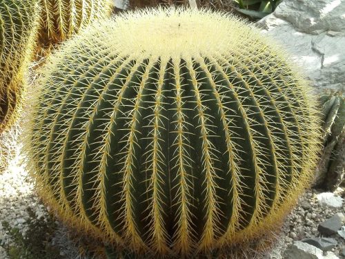 Kroenleinia grusonii mag