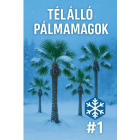 Télálló pálmamag csomag #1