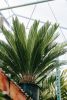 Cycas revoluta mag