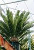 Cycas revoluta