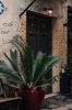 Cycas revoluta