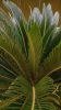 Cycas revoluta