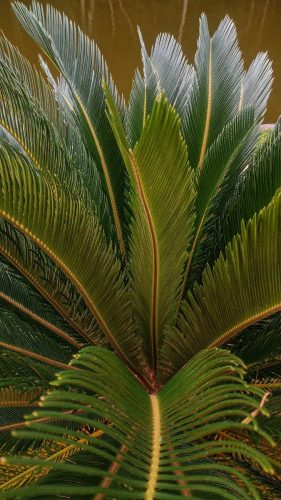Cycas revoluta