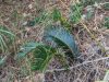 Cycas revoluta