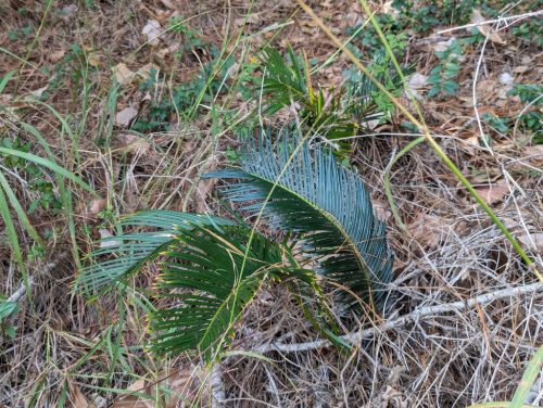Cycas revoluta