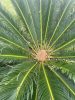 Cycas revoluta