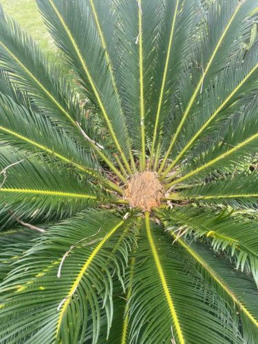 Cycas revoluta