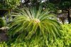 Cycas revoluta