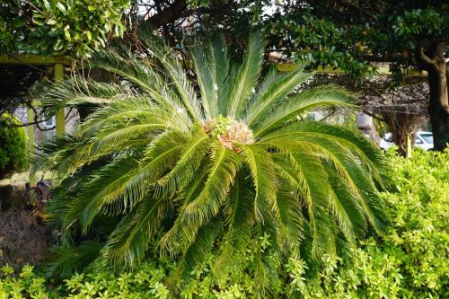 Cycas revoluta