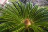 Cycas revoluta