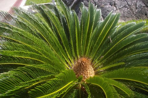 Cycas revoluta