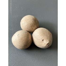 Cycas debaoensis mag – természetes állapotú, kemény héjú cikászmag