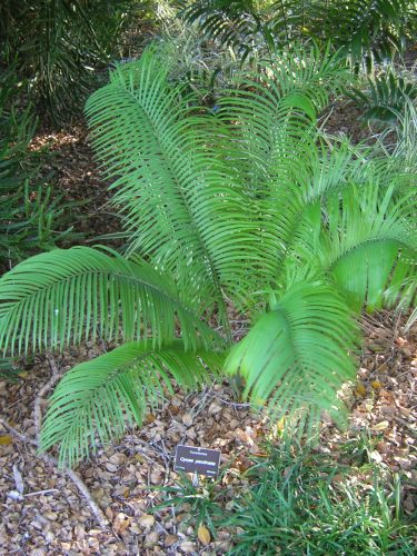 Cycas pectinata seed