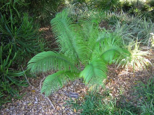 Cycas pectinata – dús lombozat, fejlett példány