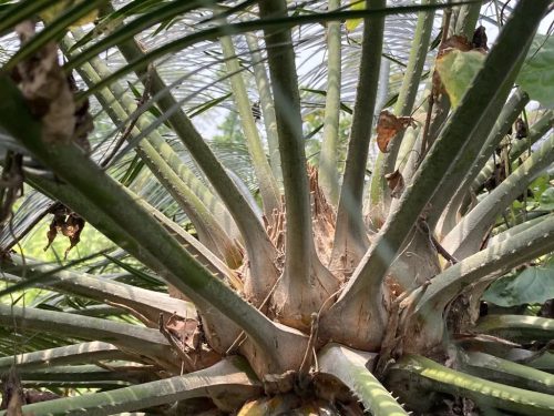Cycas pectinata – látványos törzs és levélkorona