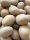 Dioon spinulosum seed – natural and fresh condition