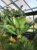 Dioon spinulosum young specimen in greenhouse – exotic cycad