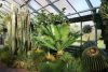 Dioon spinulosum – large specimens in tropical greenhouse