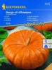 Pumpkin Rouge vif d'Etampes