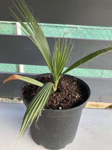 Washingtonia filifera