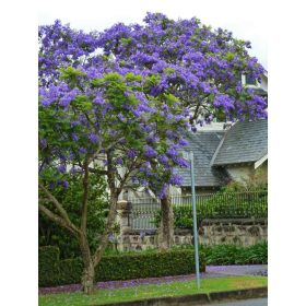 Mimózalevelű zsakaranda (Jacaranda mimosifolia) virágzó fa