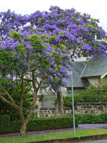 Jacaranda mimosifolia seed - 10 db