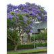 Jacaranda mimosifolia mag - 10 db/csomag