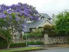 Jacaranda mimosifolia