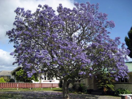 Jacaranda mimosifolia zsakaranda lila virágzás, díszfa