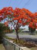 Tűzvirágfa (Delonix regia) virágzó fa utcai környezetben, piros-narancs virágok