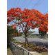 Delonix regia