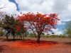 Delonix regia