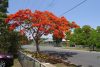 Delonix regia mag