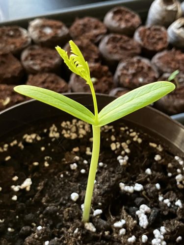 Tűzvirágfa (Delonix regia) csíranövény, friss magonc a földben