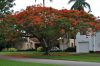 Delonix regia seed