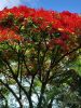 Tűzvirágfa (Delonix regia) virágzó lombkorona, piros-narancs virágokkal