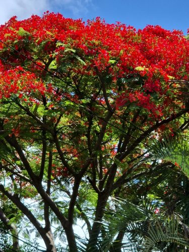Tűzvirágfa (Delonix regia) virágzó lombkorona, piros-narancs virágokkal