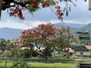 Delonix regia