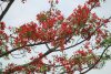 Delonix regia