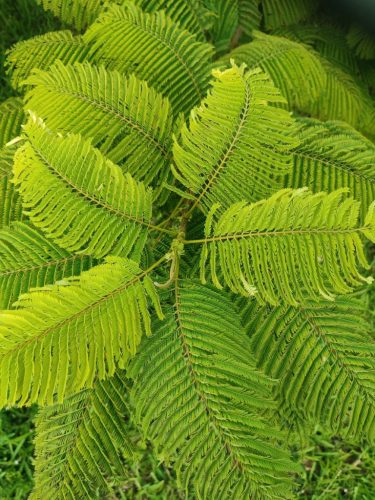 Tűzvirágfa (Delonix regia) levél közelkép, jellegzetes finom levélzet