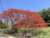 Tűzvirágfa (Delonix regia) virágzó fa teljes alakban, élénk piros-narancs virágzás